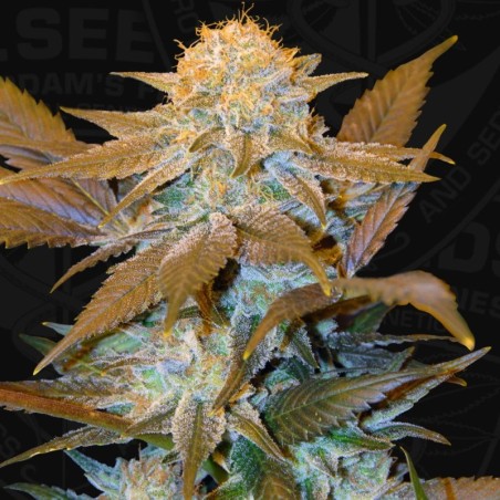Critical Hog Femminizzata - T.H. Seeds