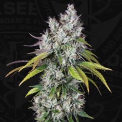 UnderDawg Femminizzata - T.H. Seeds