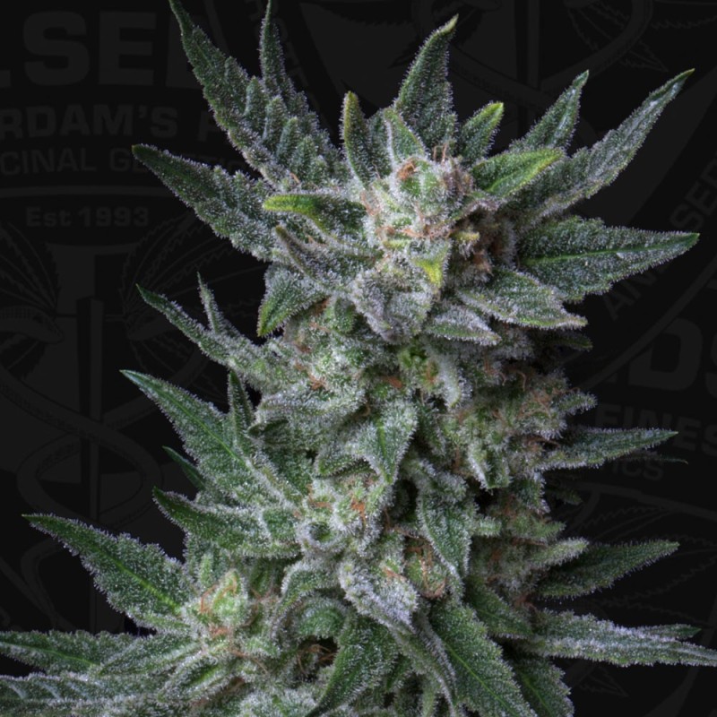 Bubble Gum Auto Autofiorente - T.H. Seeds