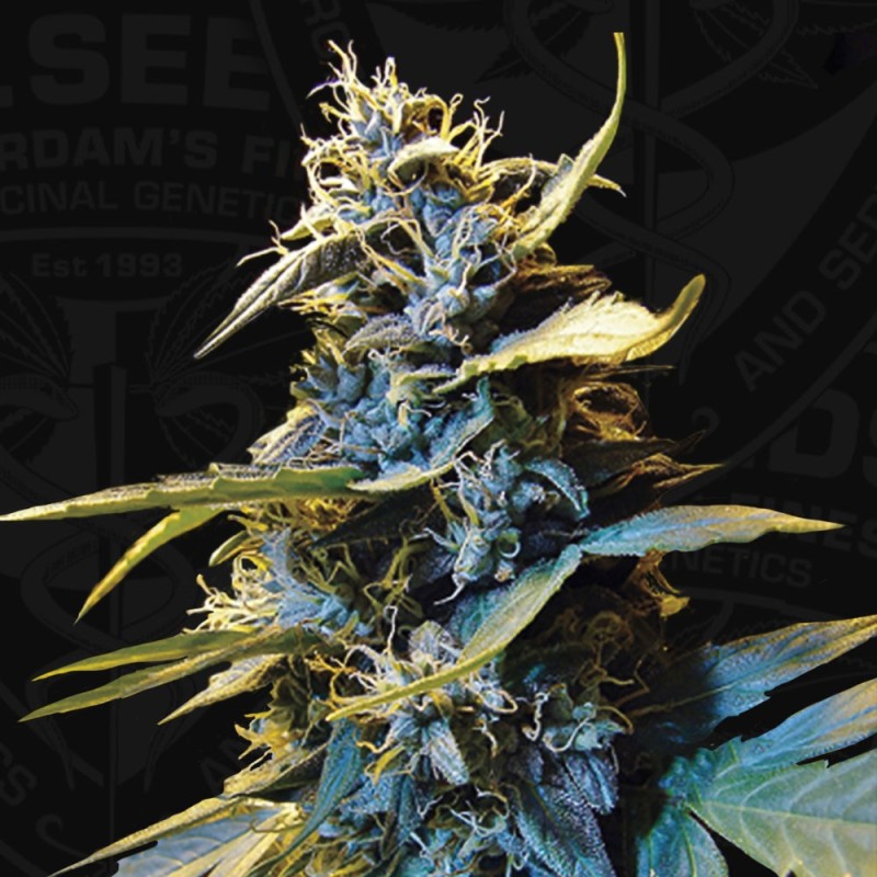 Northern Hog Auto Autofiorente - T.H. Seeds