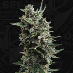 Critical Hog Auto Autofiorente - T.H. Seeds