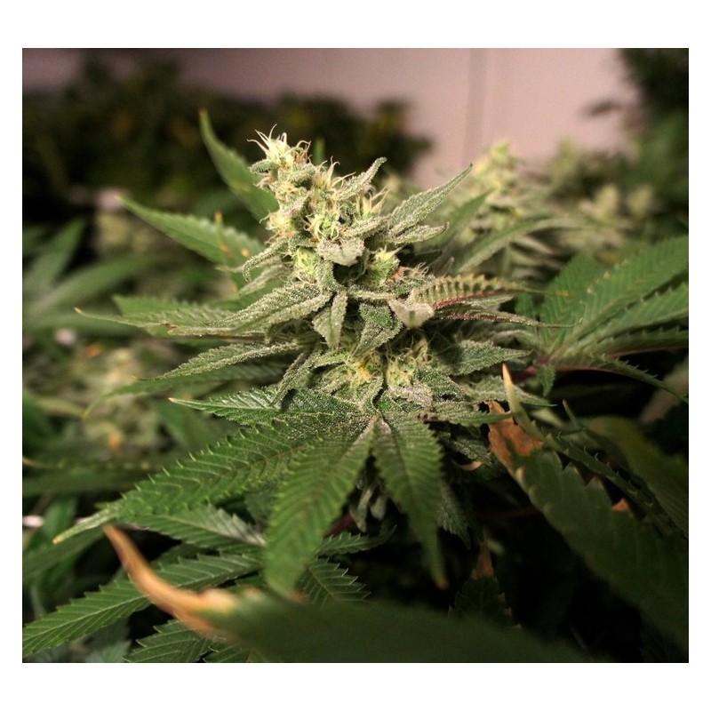 MKage Femminizzata - T.H. Seeds