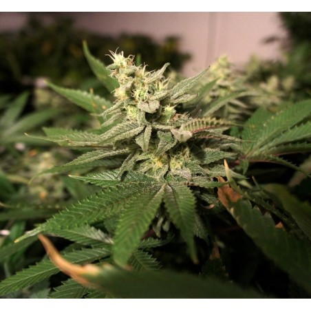 MKage Femminizzata - T.H. Seeds