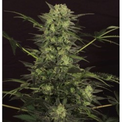 MK-Ultra Kush Auto Autofiorente - T.H. Seeds