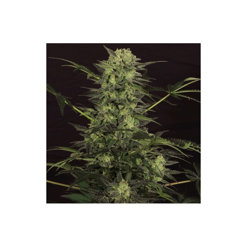 MK-Ultra Kush Auto Autofiorente - T.H. Seeds