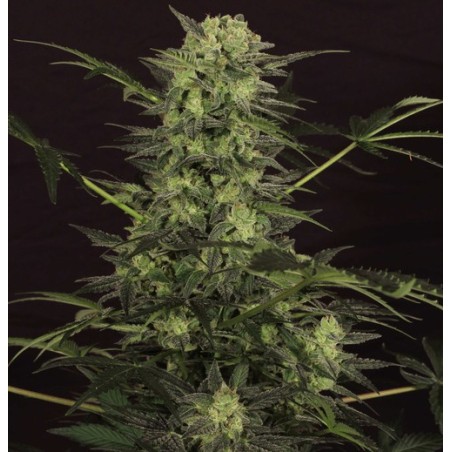 MK-Ultra Kush Auto Autofiorente - T.H. Seeds