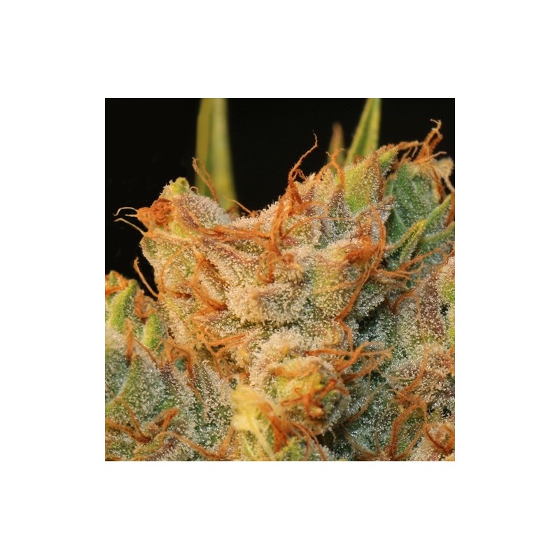 MK-Ultra Kush x Bubble Femminizzata - T.H. Seeds