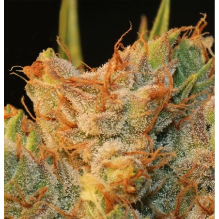 MK-Ultra Kush x Bubble Femminizzata - T.H. Seeds