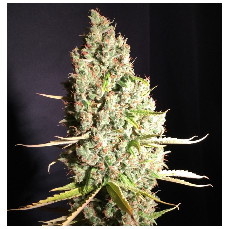 Chicle aka BubbleDawg Femminizzata - T.H. Seeds