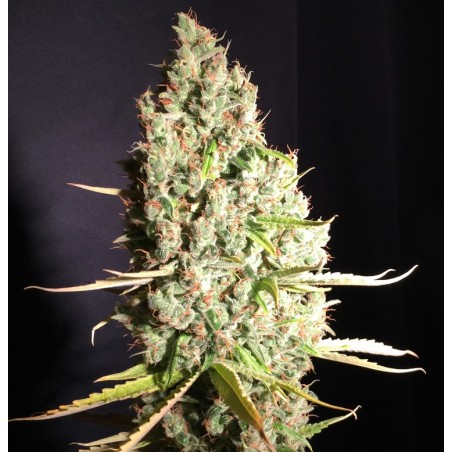 Chicle aka BubbleDawg Femminizzata - T.H. Seeds