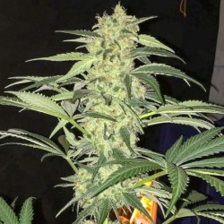 S.A.G.E. CBD Femminizzata - T.H. Seeds