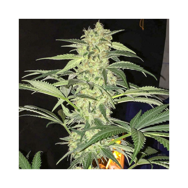 S.A.G.E. CBD Femminizzata - T.H. Seeds