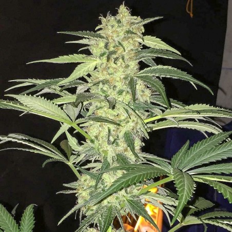 S.A.G.E. CBD Femminizzata - T.H. Seeds