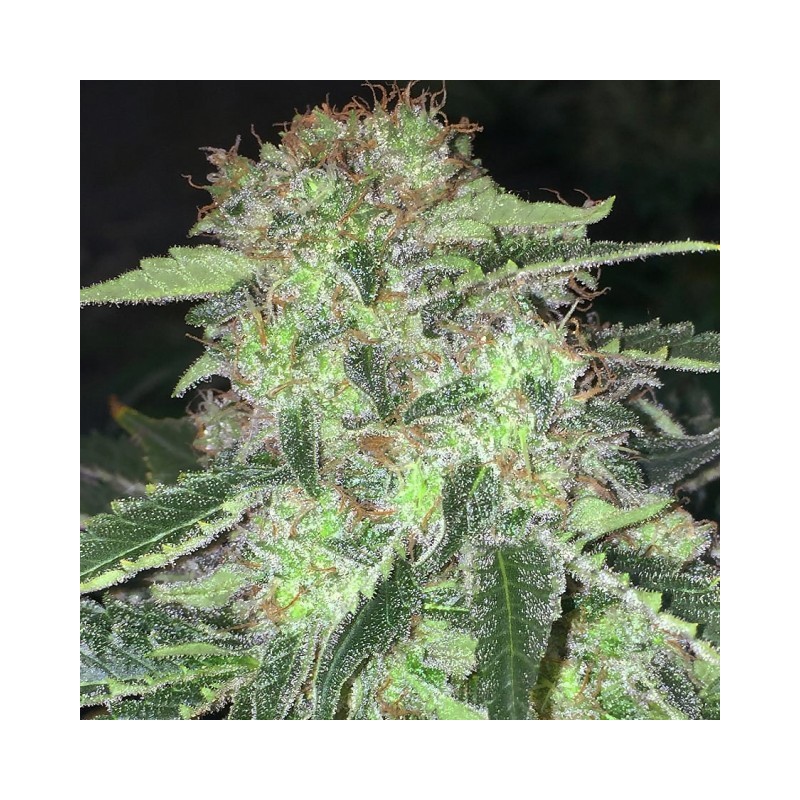 LA S.A.G.E. CBD Femminizzata - T.H. Seeds
