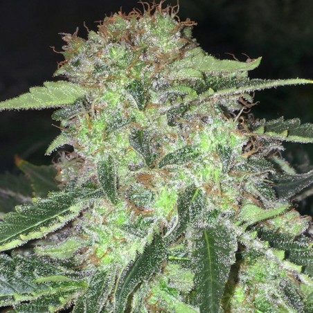 LA S.A.G.E. CBD Femminizzata - T.H. Seeds