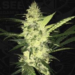 LA S.A.G.E. Femminizzata - T.H. Seeds