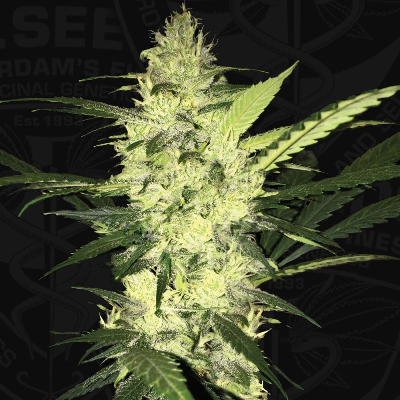 LA S.A.G.E. Femminizzata - T.H. Seeds