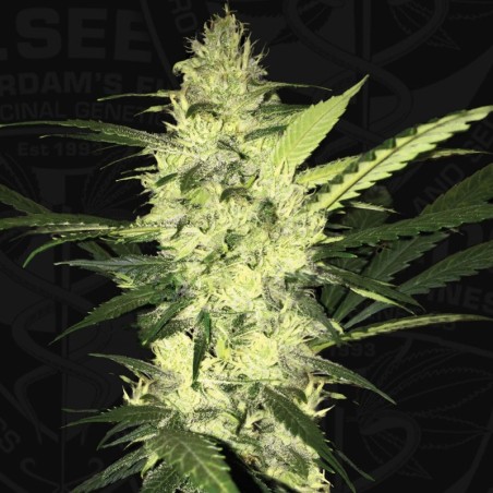LA S.A.G.E. Femminizzata - T.H. Seeds