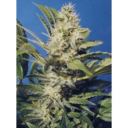 Chocolate Chunk Femminizzata - T.H. Seeds