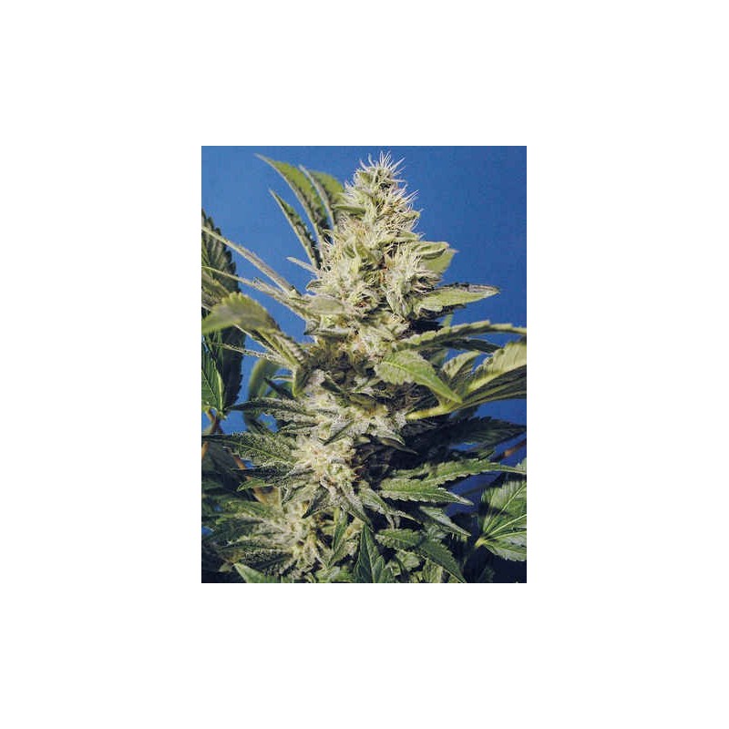 Chocolate Chunk Femminizzata - T.H. Seeds