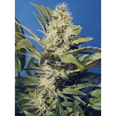 Chocolate Chunk Femminizzata - T.H. Seeds