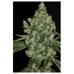 Ultra Sour Femminizzata - T.H. Seeds