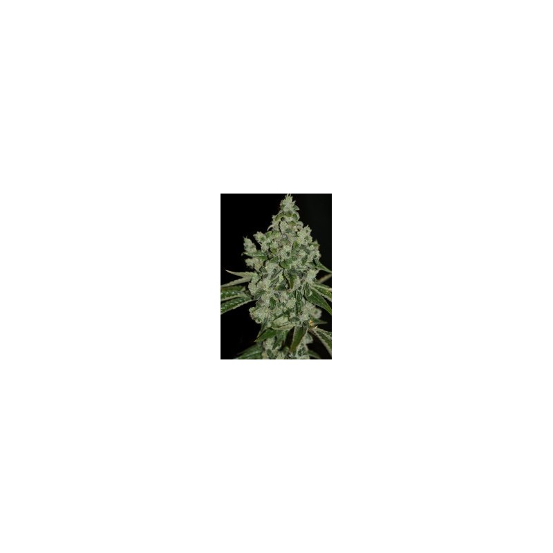 Ultra Sour Femminizzata - T.H. Seeds