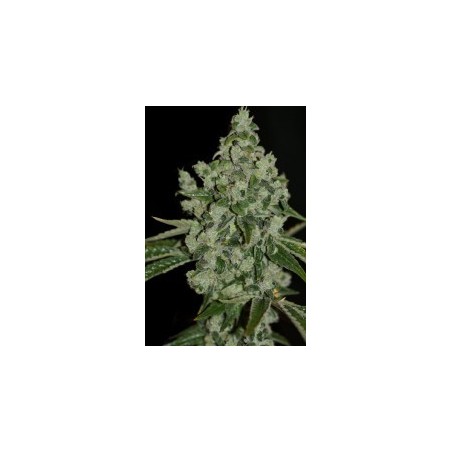 Ultra Sour Femminizzata - T.H. Seeds