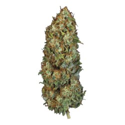 Bubble Gum Femminizzata - T.H. Seeds