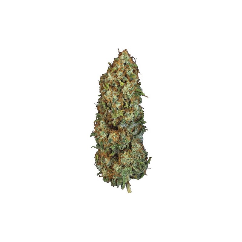 Bubble Gum Femminizzata - T.H. Seeds