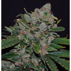 M.O.B. Femminizzata - T.H. Seeds