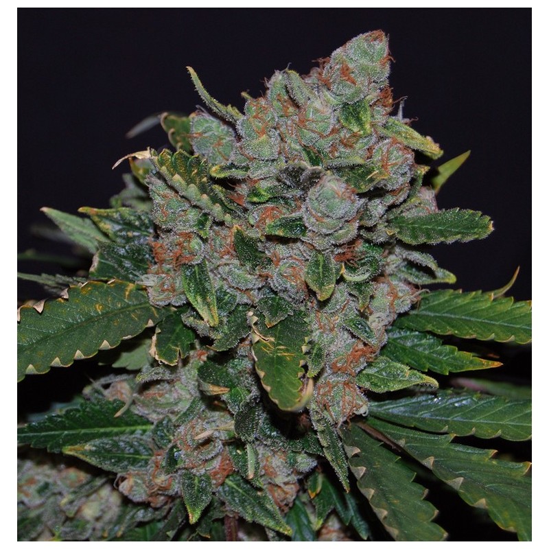 M.O.B. Femminizzata - T.H. Seeds