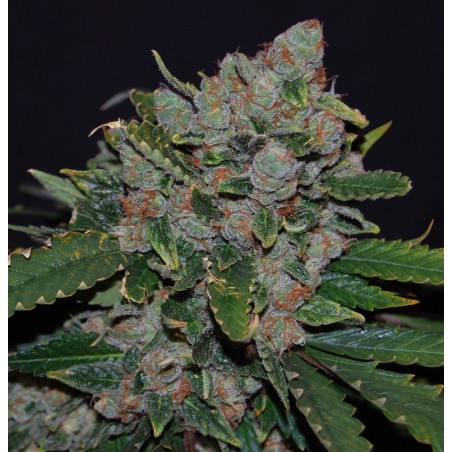 M.O.B. Femminizzata - T.H. Seeds