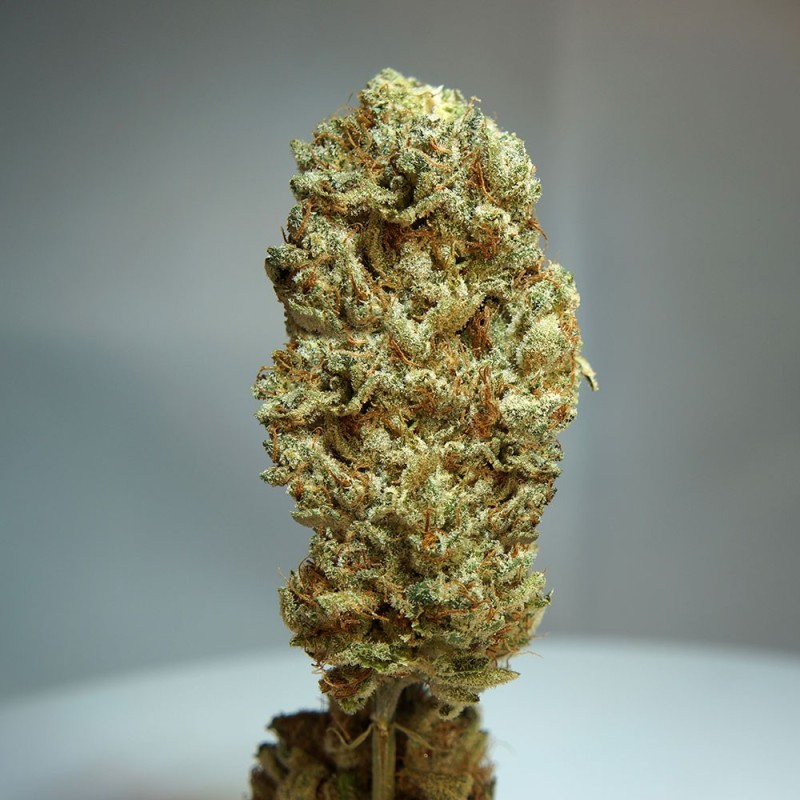 Strawberry Glue Femminizzata - T.H. Seeds