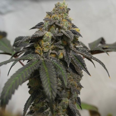 French Cookies Femminizzata - T.H. Seeds