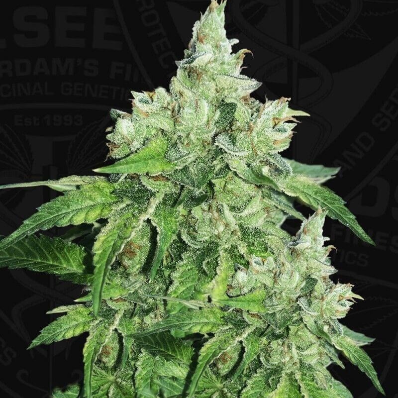 Citron Givré (Birthday Cake Selected) Femminizzata - T.H. Seeds