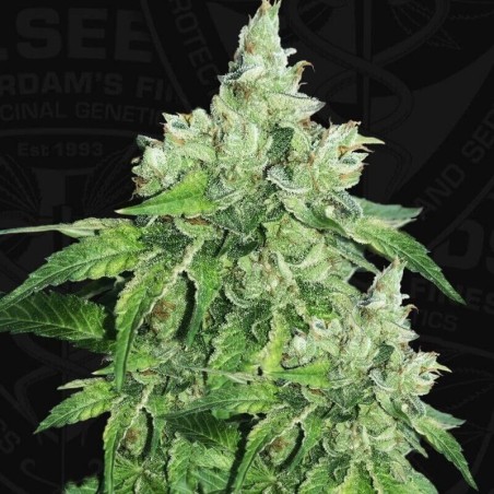 Citron Givré (Birthday Cake Selected) Femminizzata - T.H. Seeds