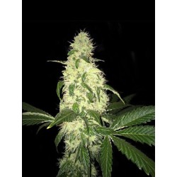 Afghaniberry Regular Seeds (Limited Edition) Regolare - T.H. Seeds