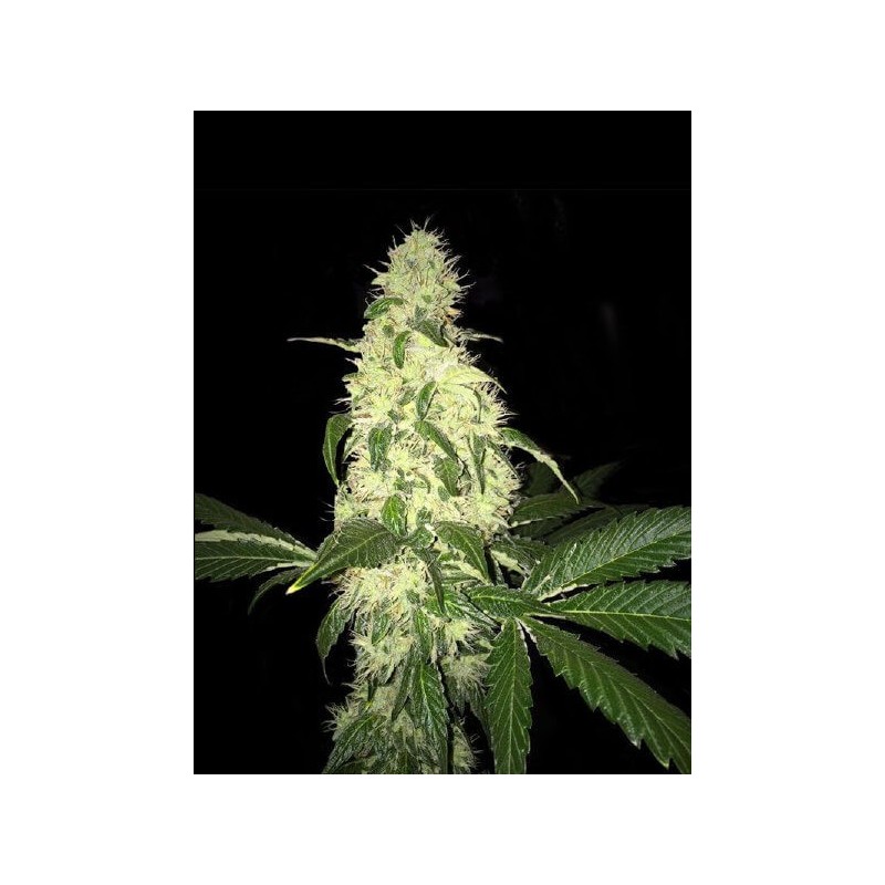 Afghaniberry Regular Seeds (Limited Edition) Regolare - T.H. Seeds