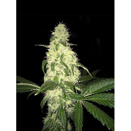 Afghaniberry Regular Seeds (Limited Edition) Regolare - T.H. Seeds