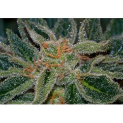 Skunk XXX Regolare - T.H. Seeds