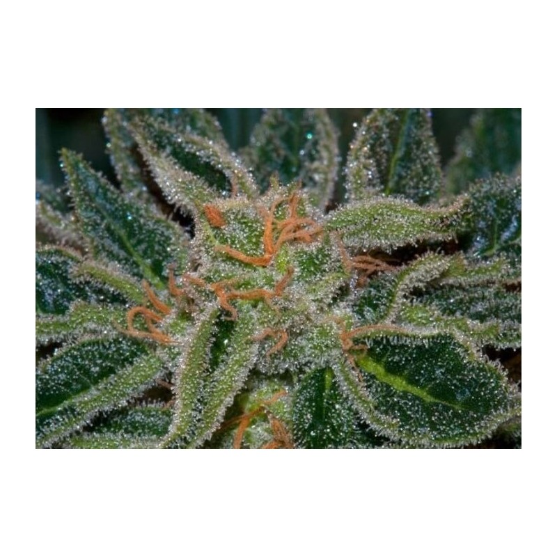 Skunk XXX Regolare - T.H. Seeds