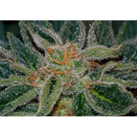 Skunk XXX Regolare - T.H. Seeds