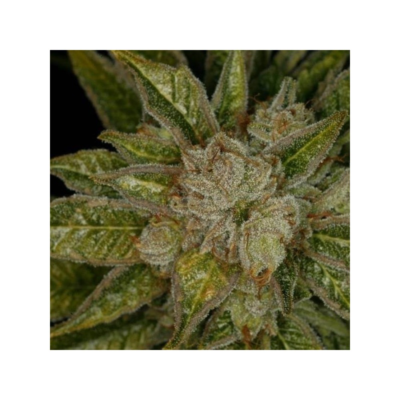 MK Ultra Regolare - T.H. Seeds
