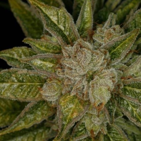 MK Ultra Regolare - T.H. Seeds