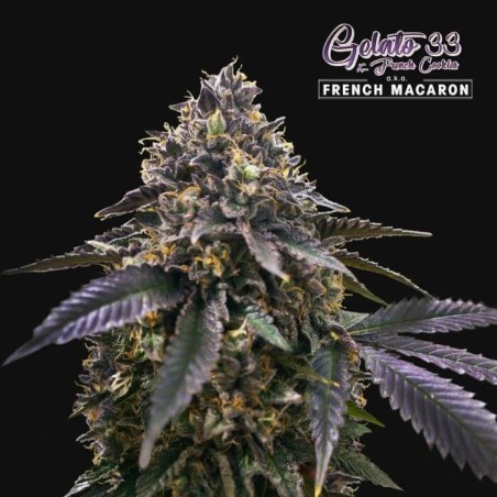 French Macaron Femminizzata - T.H. Seeds