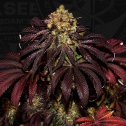 Stracciatella (Dos Si Dos x SBC) Femminizzata - T.H. Seeds