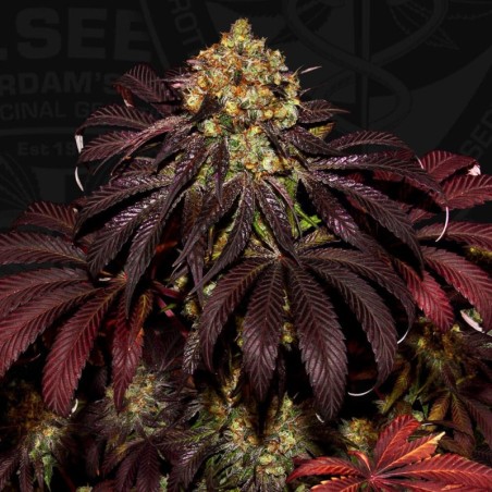 Stracciatella (Dos Si Dos x SBC) Femminizzata - T.H. Seeds