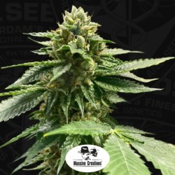 Melon Vader Femminizzata - T.H. Seeds