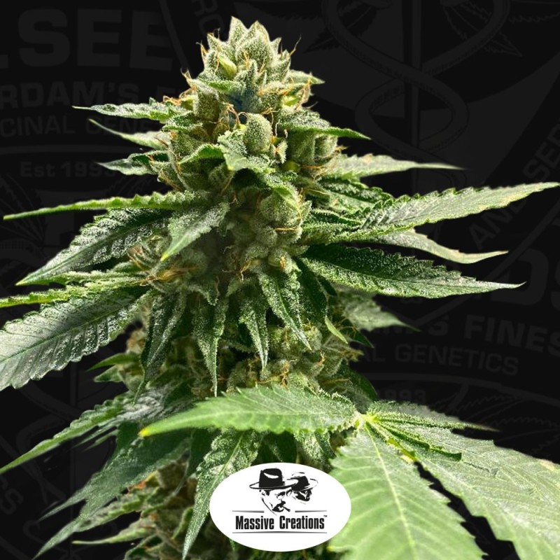 Melon Vader Femminizzata - T.H. Seeds
